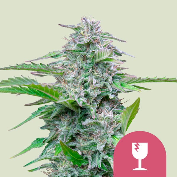 CRITICAL FEM X5 ROYAL QUEEN SEEDS