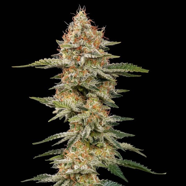 CRITICAL FEM X5 ROYAL QUEEN SEEDS