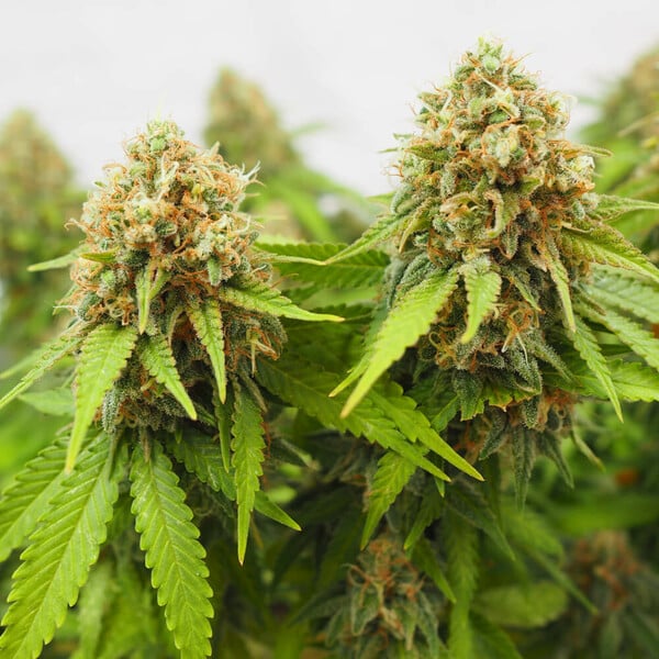 CRITICAL FEM X5 ROYAL QUEEN SEEDS