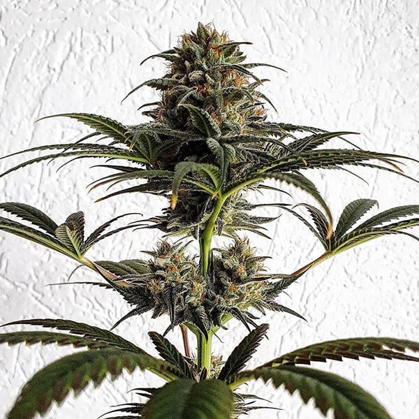 DANCE WORLD CBD FEM X1 ROYAL QUEEN SEEDS