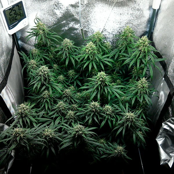 DANCE WORLD CBD FEM X1 ROYAL QUEEN SEEDS