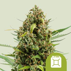 DIESEL AUTO X100 ROYAL QUEEN SEEDS