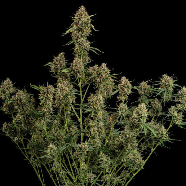 DIESEL AUTO X5 ROYAL QUEEN SEEDS