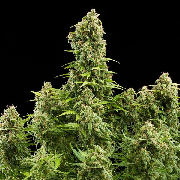 DIESEL AUTO X10 ROYAL QUEEN SEEDS