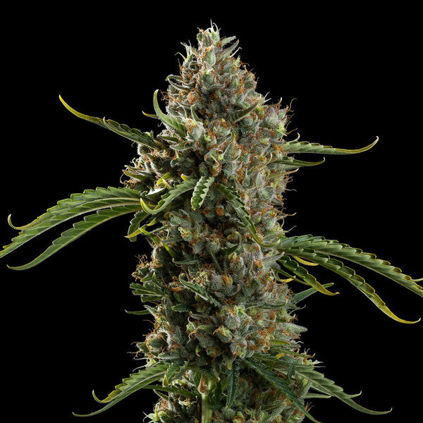 DIESEL AUTO X100 ROYAL QUEEN SEEDS