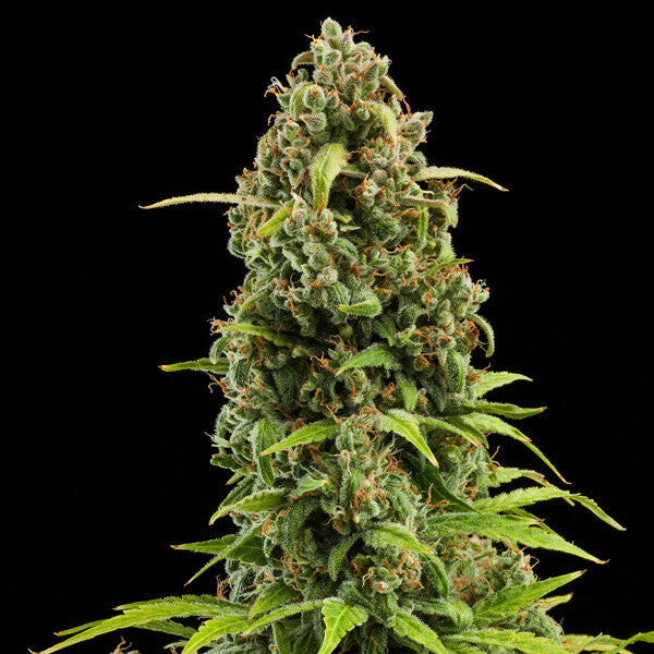DIESEL AUTO X100 ROYAL QUEEN SEEDS
