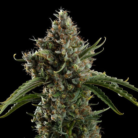 DIESEL AUTO X10 ROYAL QUEEN SEEDS