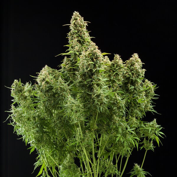 DIESEL AUTO X10 ROYAL QUEEN SEEDS