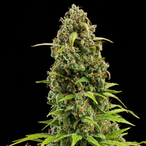 DIESEL AUTO X10 ROYAL QUEEN SEEDS