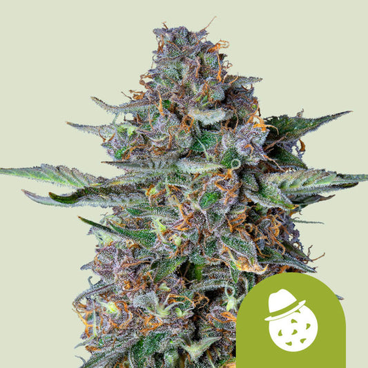 DO-SI-DOS AUTO X1 ROYAL QUEEN SEEDS