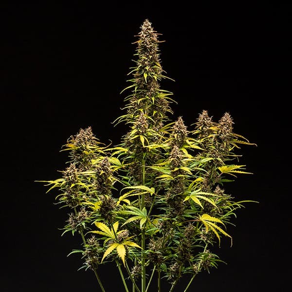 DO-SI-DOS AUTO X10 ROYAL QUEEN SEEDS