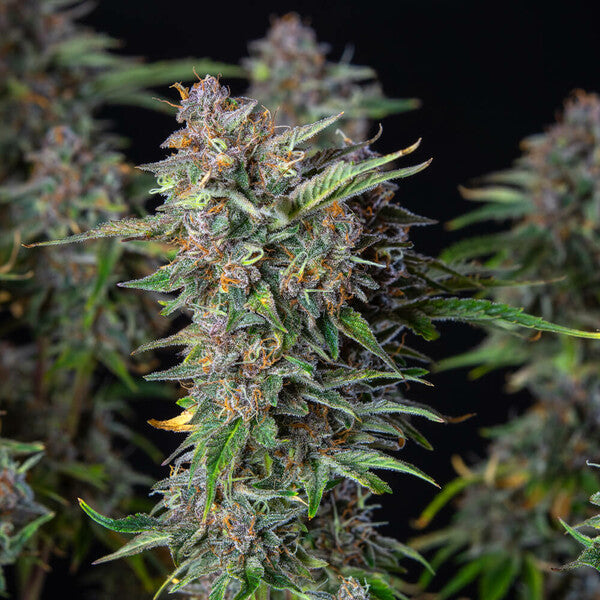DO-SI-DOS AUTO X10 ROYAL QUEEN SEEDS