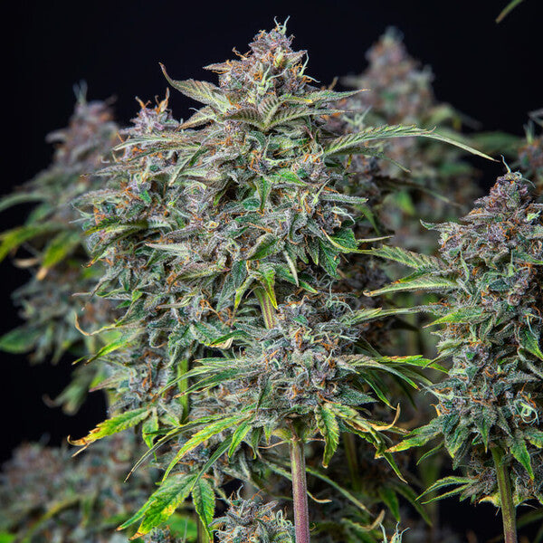 DO-SI-DOS AUTO X10 ROYAL QUEEN SEEDS