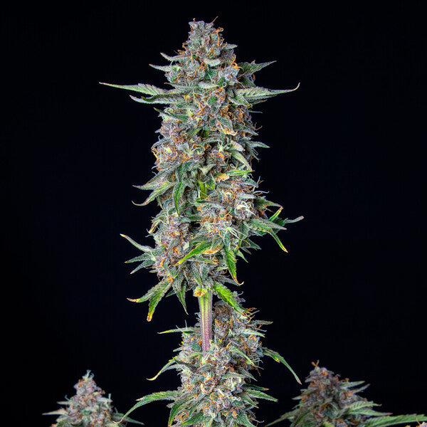 DO-SI-DOS AUTO X10 ROYAL QUEEN SEEDS
