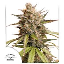 AUTO MELONADE RUNTZ X3 DUTCH PASSION