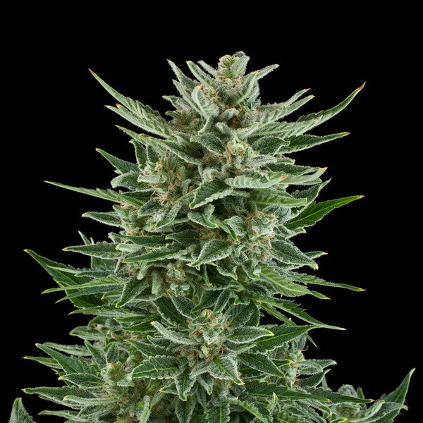 EASY BUD AUTO X1 ROYAL QUEEN SEEDS