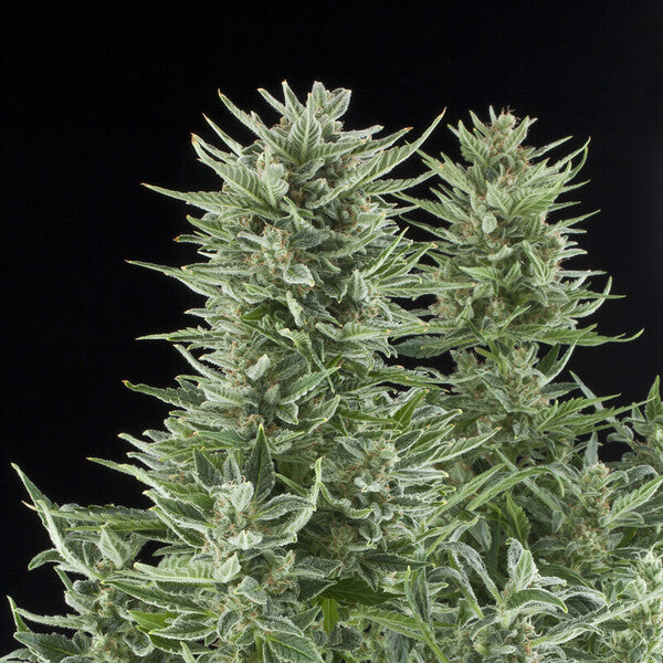 EASY BUD AUTO X1 ROYAL QUEEN SEEDS