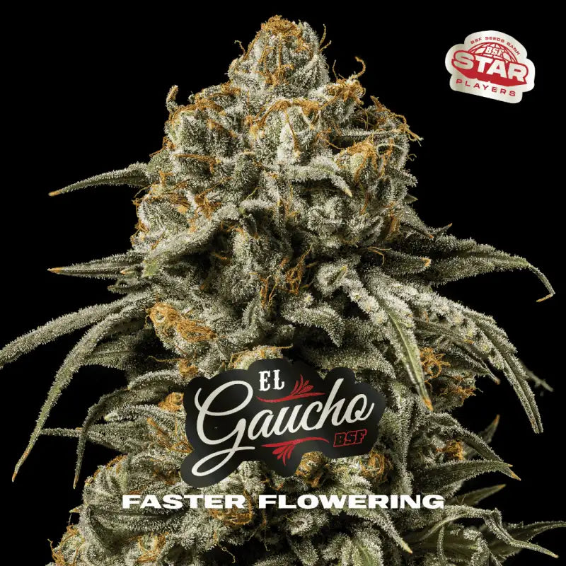 FASTER AND FURIOUS FASTER MIX X12 BSF SEEDS