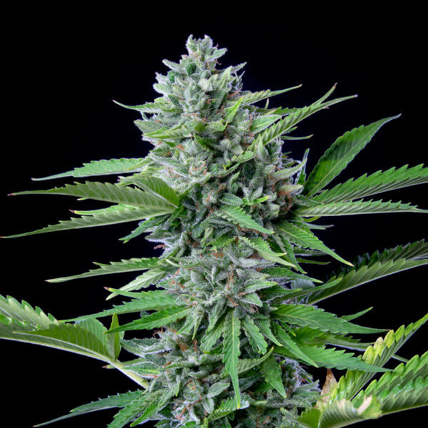 FAST EDDY AUTO CBD X1 ROYAL QUEEN SEEDS