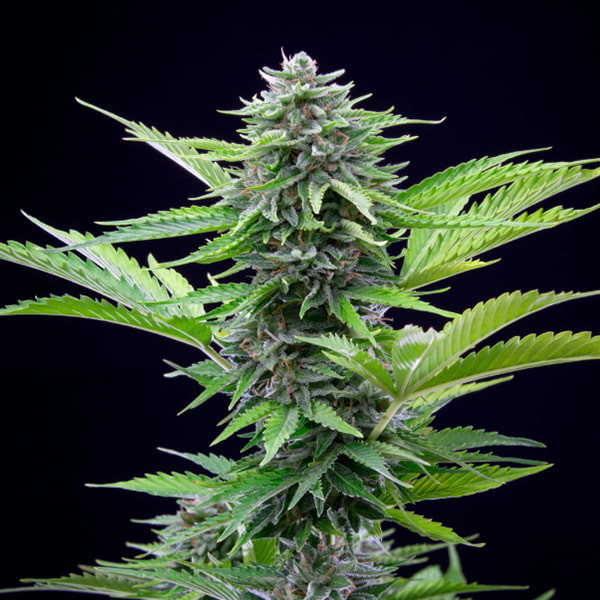 FAST EDDY AUTO CBD X1 ROYAL QUEEN SEEDS