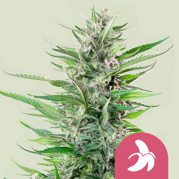 FAT BANANA X10 FEM ROYAL QUEEN SEEDS