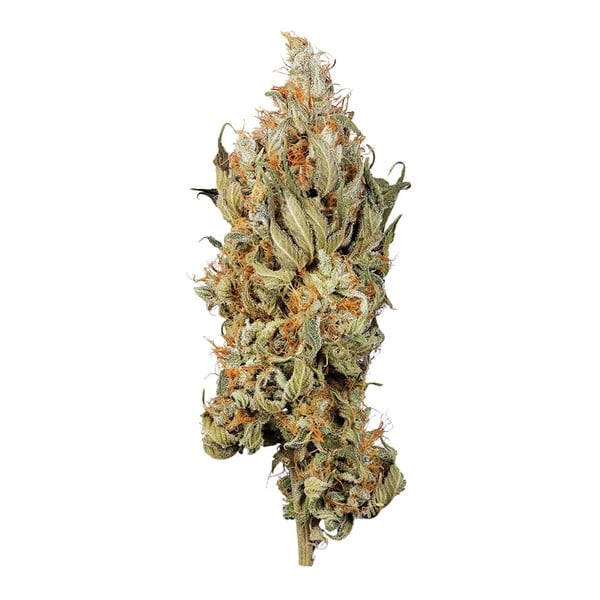 FAT BANANA X10 FEM ROYAL QUEEN SEEDS