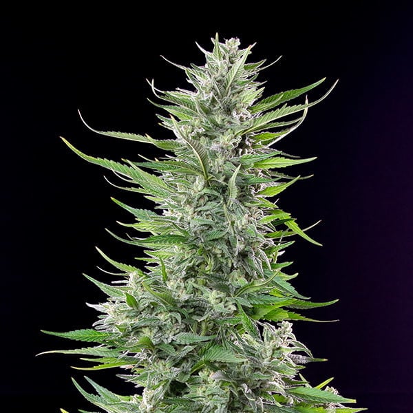 FAT BANANA X10 FEM ROYAL QUEEN SEEDS