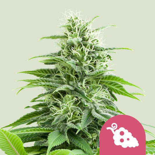 FRUIT SPIRIT FEM X1 ROYAL QUEEN SEEDS