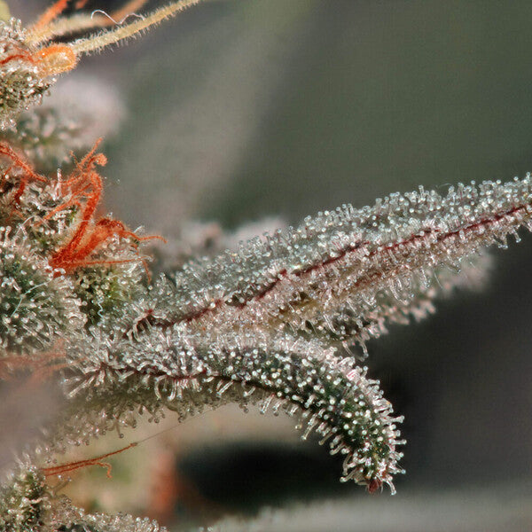 FRUIT SPIRIT FEM X10 ROYAL QUEEN SEEDS