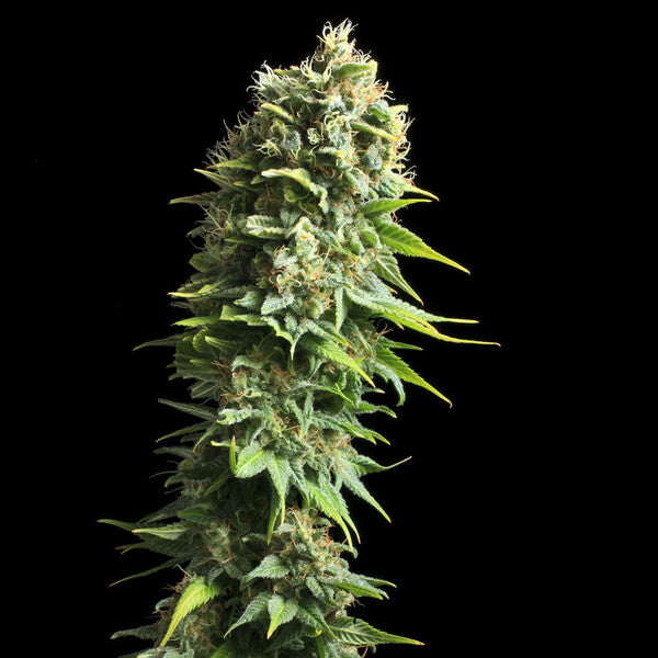 FRUIT SPIRIT FEM X10 ROYAL QUEEN SEEDS