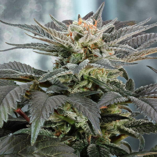 FRUIT SPIRIT FEM X10 ROYAL QUEEN SEEDS