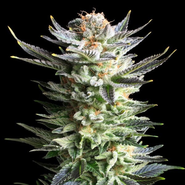 FRUIT SPIRIT FEM X10 ROYAL QUEEN SEEDS