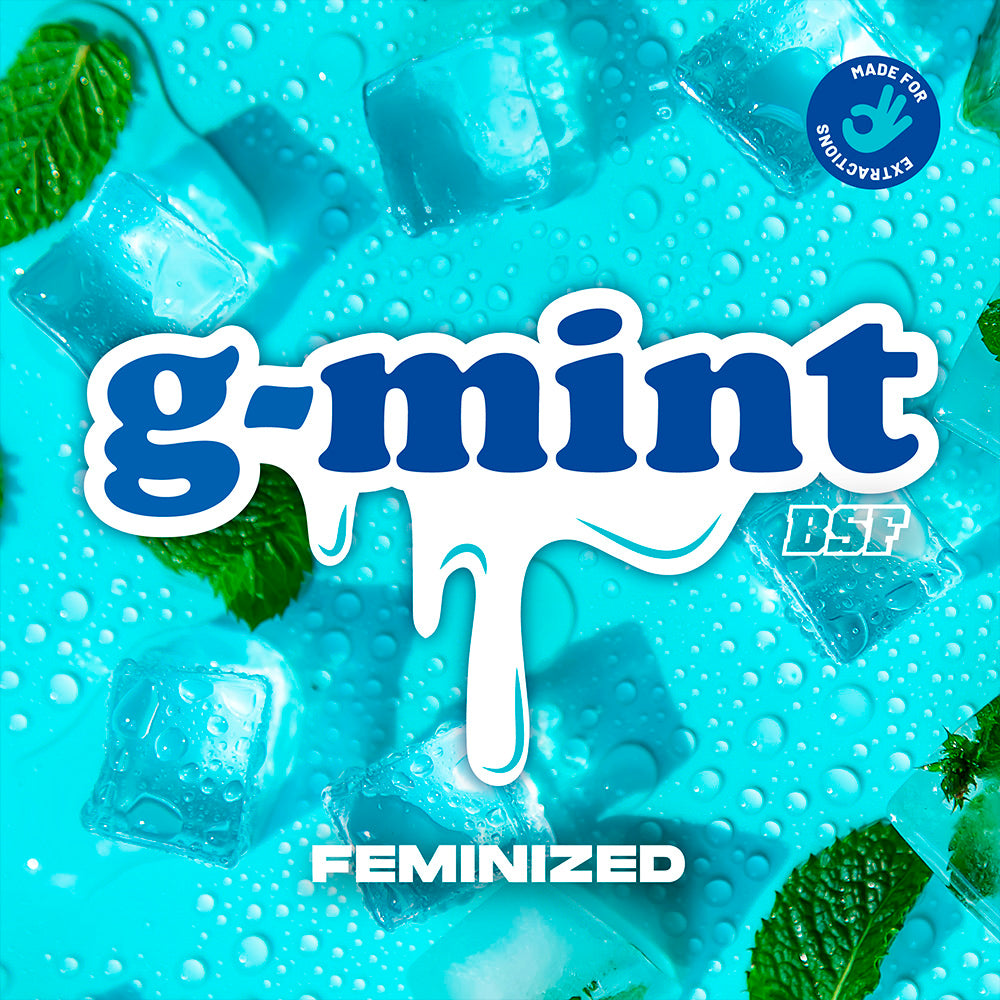 G-MINT x12 FEM BSF