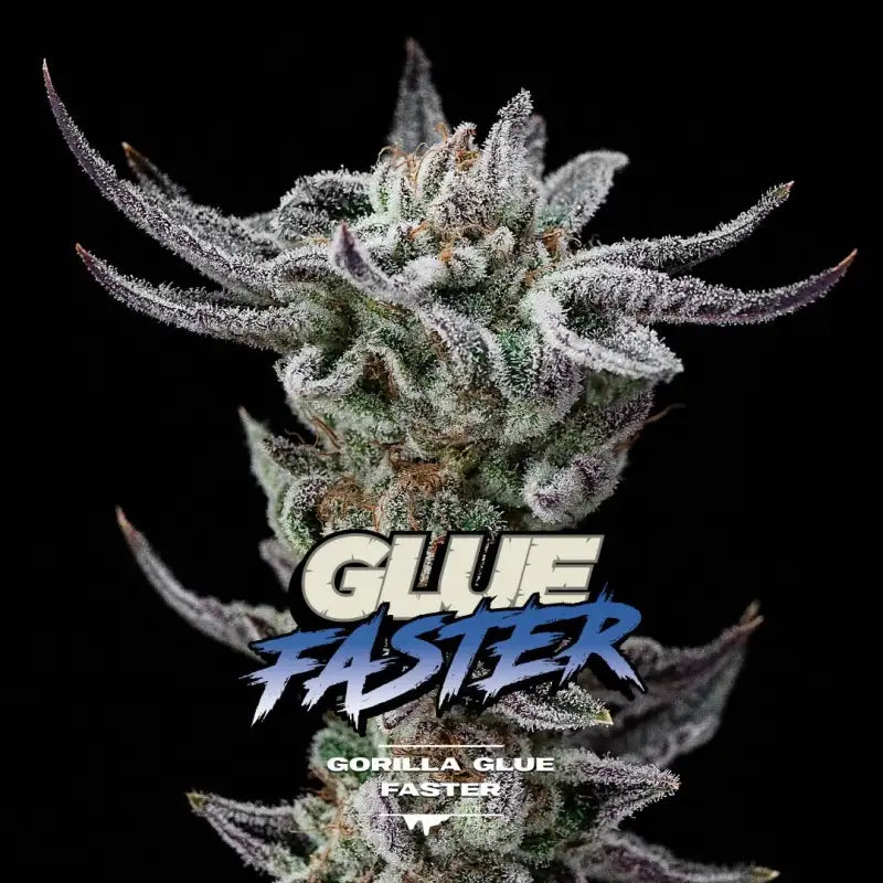 FASTER AND FURIOUS FASTER MIX X12 BSF SEEDS