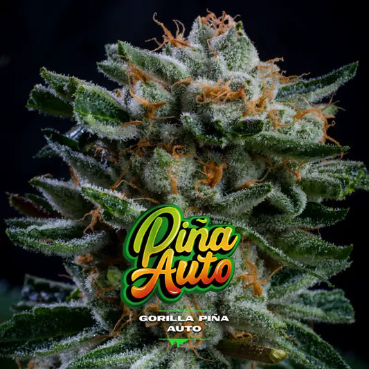 GORILLA PIÑA AUTO X12 BSF