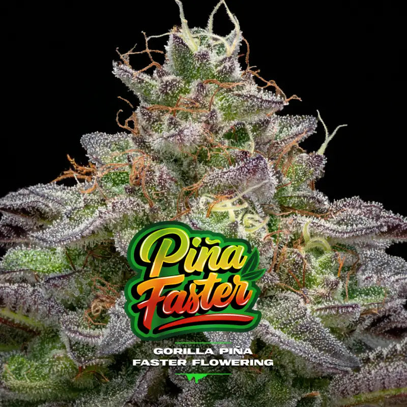 GORILLA PIÑA FASTER X12 BSF