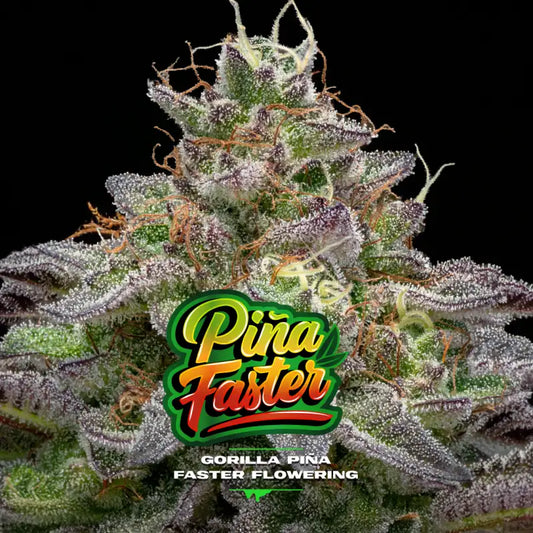 GORILLA PIÑA FASTER X12 BSF