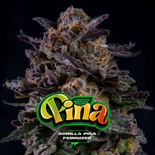 GORILLA PIÑA X12 FEM BSF