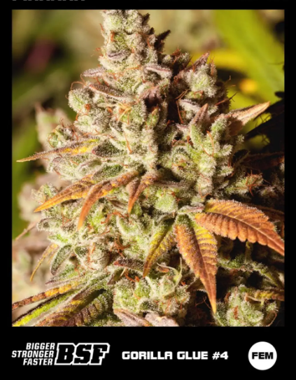 GORILLA GLUE #4 FEM X100 BSF
