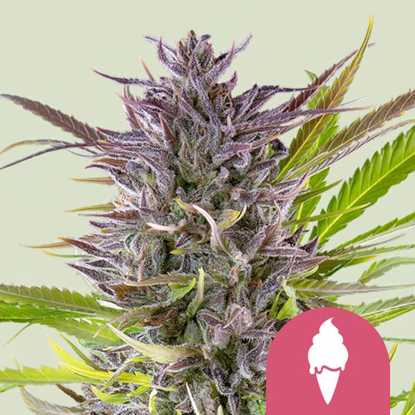 GREEN GELATO FEM X5 ROYAL QUEEN SEEDS