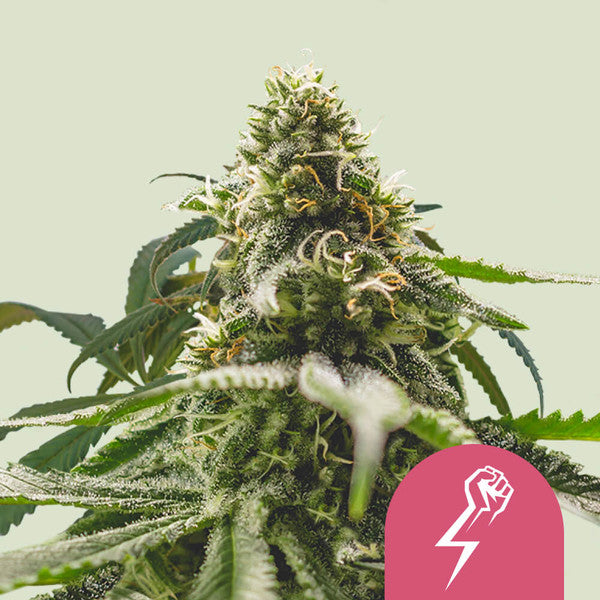 GREEN CRACK PUNCH FEM X1 ROYAL QUEEN SEEDS