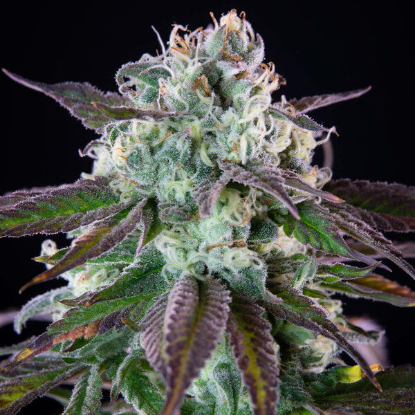 GREEN CRACK PUNCH FEM X1 ROYAL QUEEN SEEDS