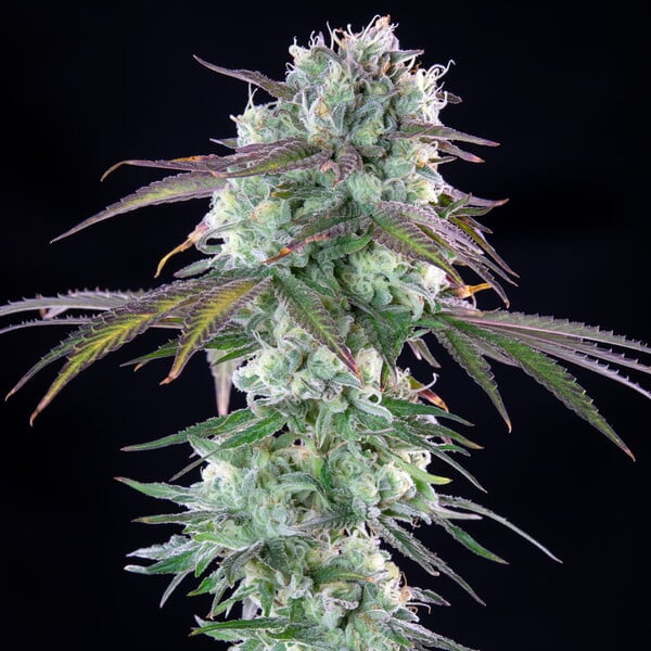 GREEN CRACK PUNCH FEM X5 ROYAL QUEEN SEEDS