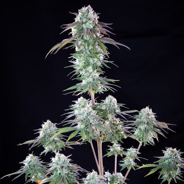 GREEN CRACK PUNCH FEM X1 ROYAL QUEEN SEEDS