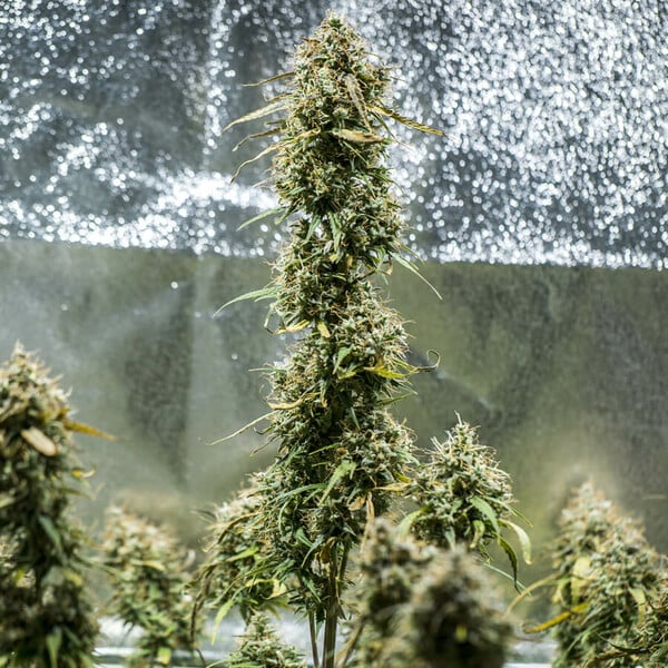HAZE BERRY AUTO X10 ROYAL QUEEN SEEDS