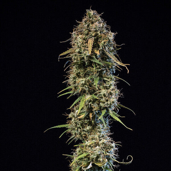 HAZE BERRY AUTO X10 ROYAL QUEEN SEEDS