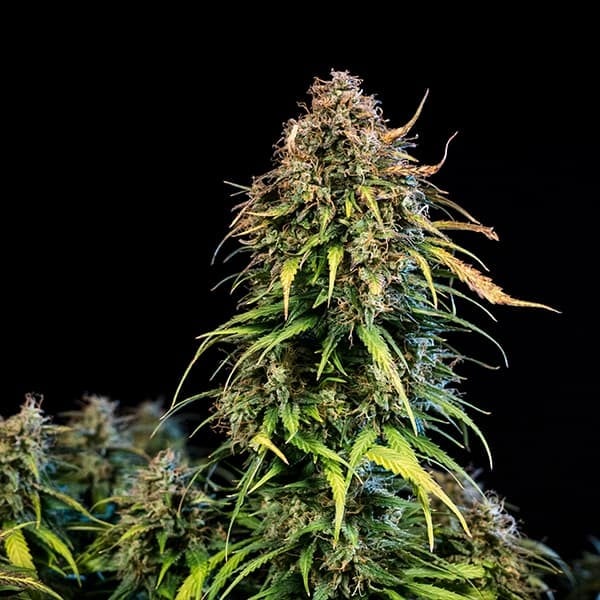 HAZE BERRY AUTO X10 ROYAL QUEEN SEEDS