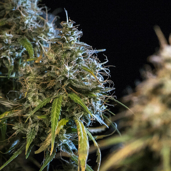 HAZE BERRY AUTO X10 ROYAL QUEEN SEEDS