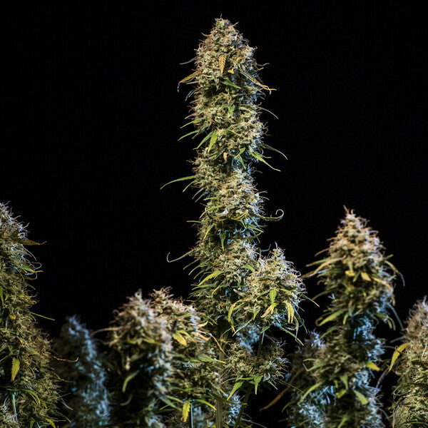 HAZE BERRY AUTO X10 ROYAL QUEEN SEEDS