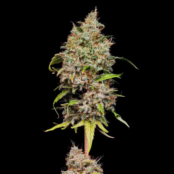 HONEY CREAM FAST X100 ROYAL QUEEN SEEDS